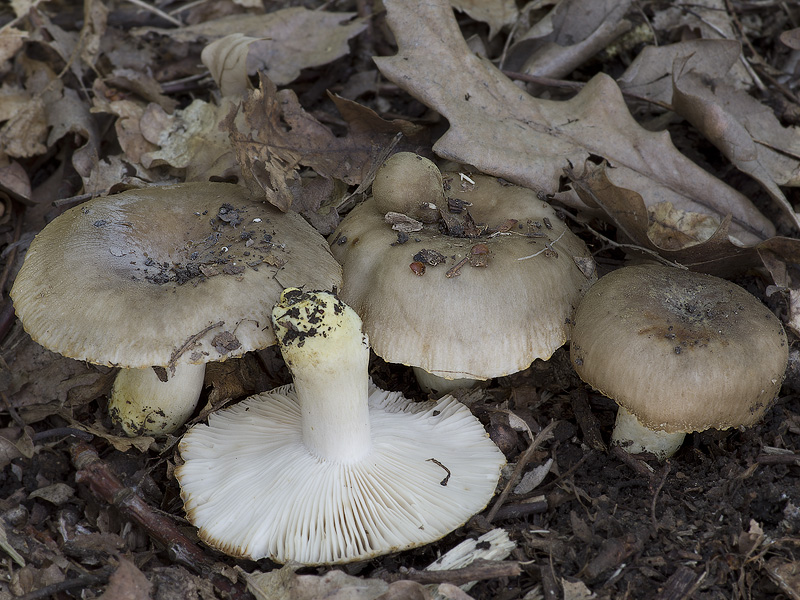 Russula insignis